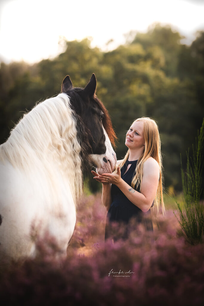 Paardenfotografie in Hilversum op de paarse heide.