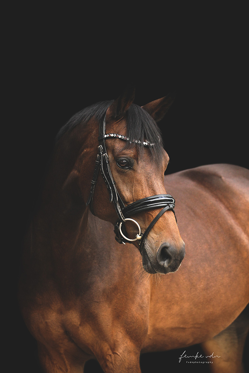 Paardenfotografie in Den Haag.