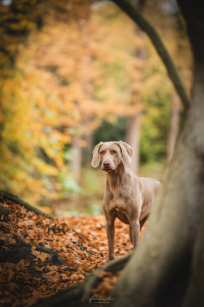 Evita tijdens de hondenfotoshoot in Wassenaar.