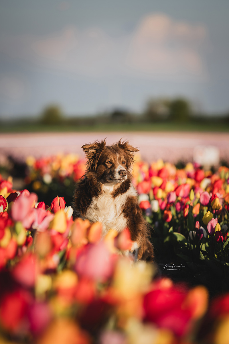 Tulpenshoot met Australian Sheppard.