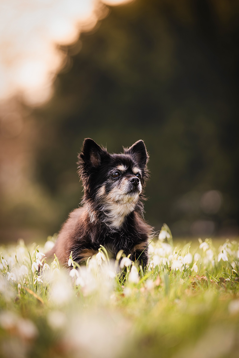 Hondenfotoshoot in Clingendael.