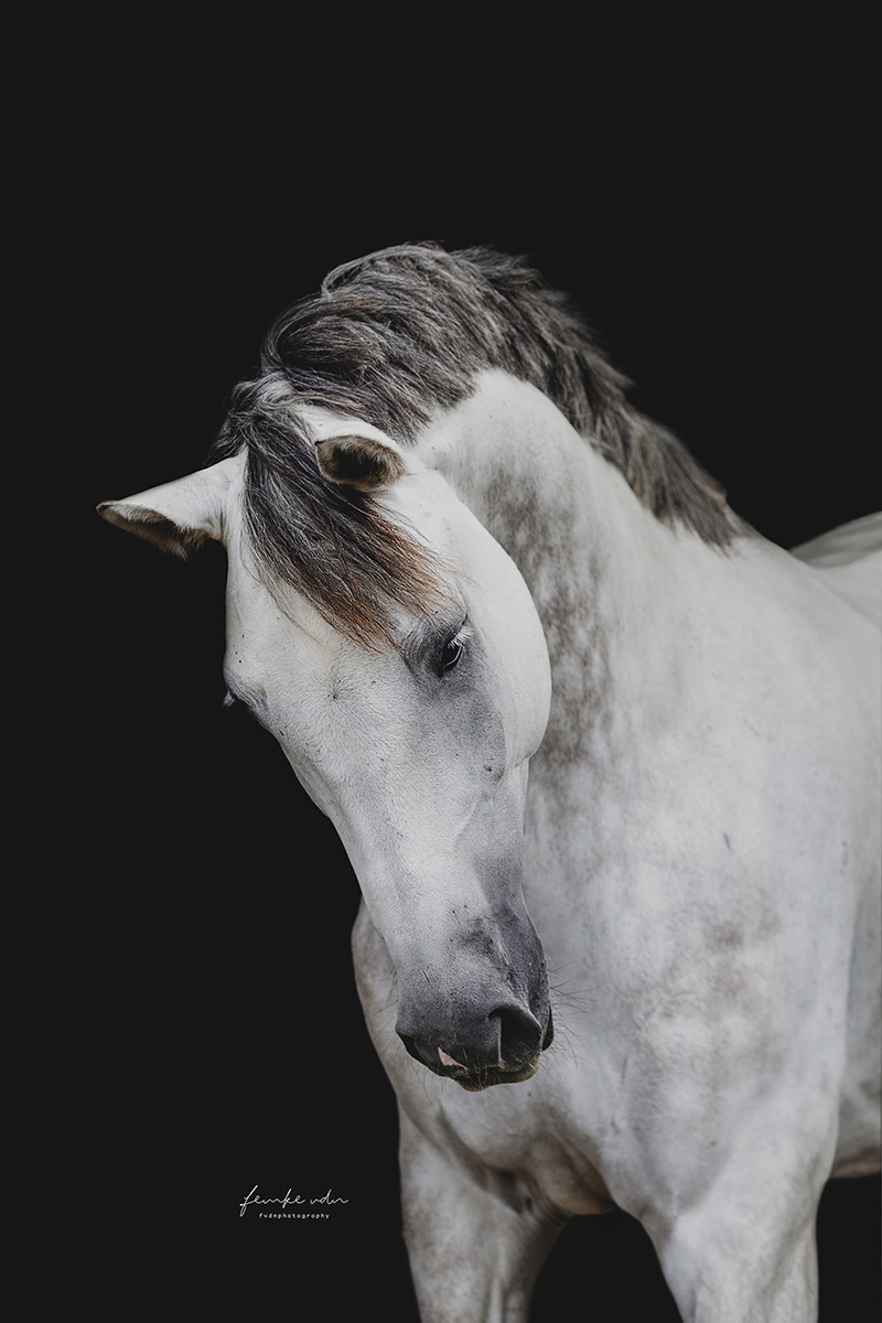 Blackfotoshoot met schimmelpaard.